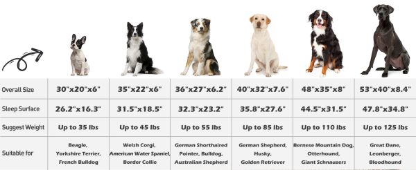 dog bed size